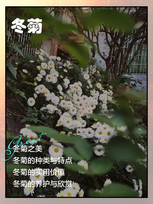 菊花开,闻冬来 第1张 菊花开,闻冬来 第1张