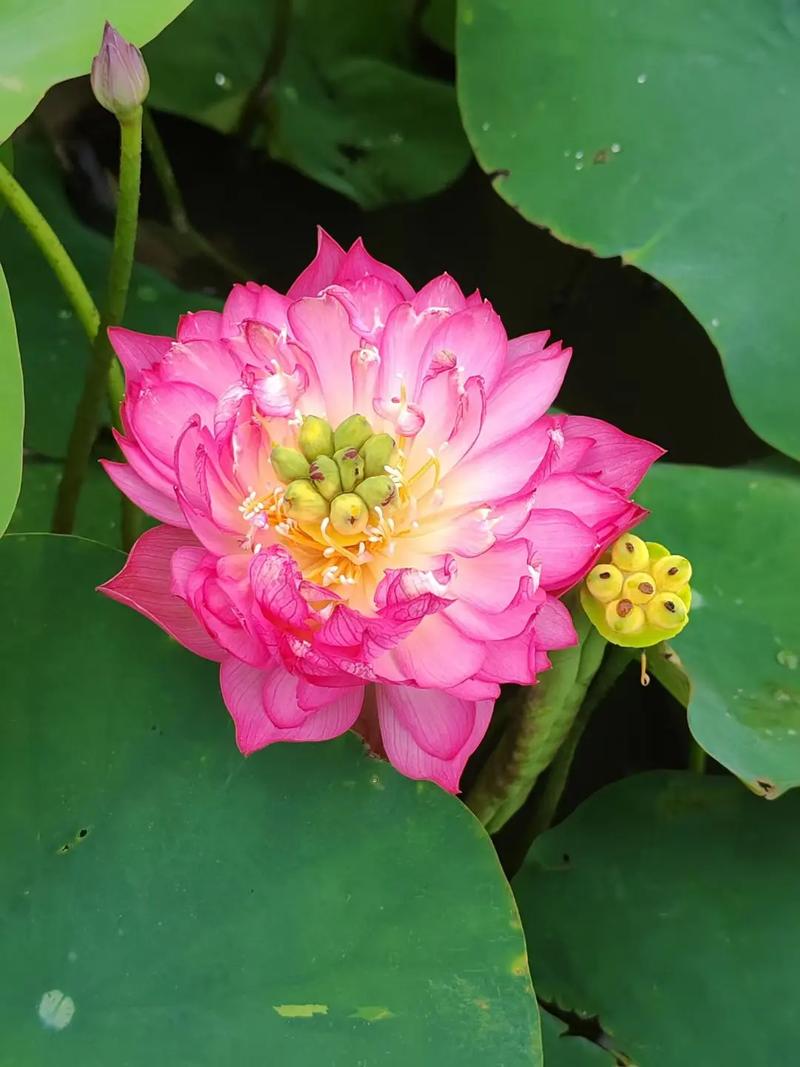 一花一世界,一花一叶送祝福,有花陪伴最幸福;有叶牵挂更美好 第1张 一花一世界,一花一叶送祝福,有花陪伴最幸福;有叶牵挂更美好 第1张