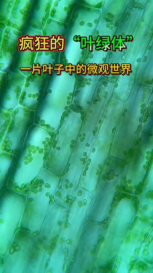 叶绿体是植物细胞特有的细胞器吗? 第1张 叶绿体是植物细胞特有的细胞器吗? 第1张
