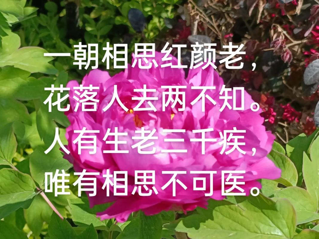 红颜少有,知己难求 第1张 红颜少有,知己难求 第1张
