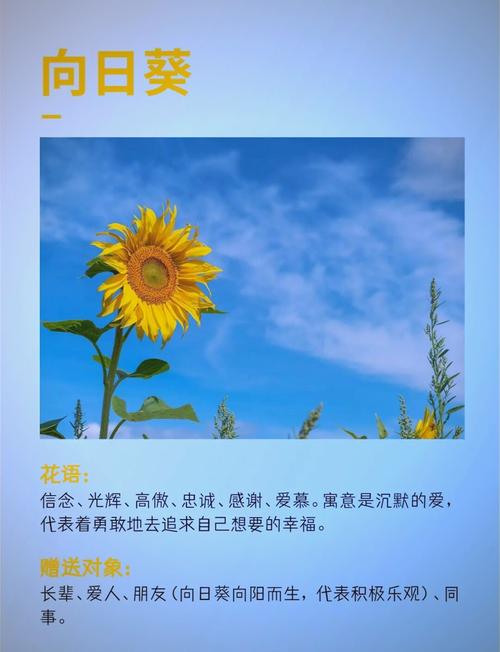 生如夏花之绚烂——向日葵:热情、明亮、温暖、快乐,向阳而生! 第1张 生如夏花之绚烂——向日葵:热情、明亮、温暖、快乐,向阳而生! 第1张