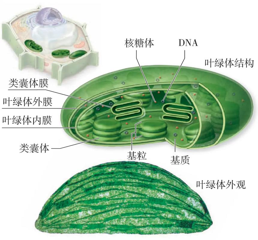 叶绿体:植物的太阳能电池,人类的生命之源 第1张 叶绿体:植物的太阳能电池,人类的生命之源 第1张