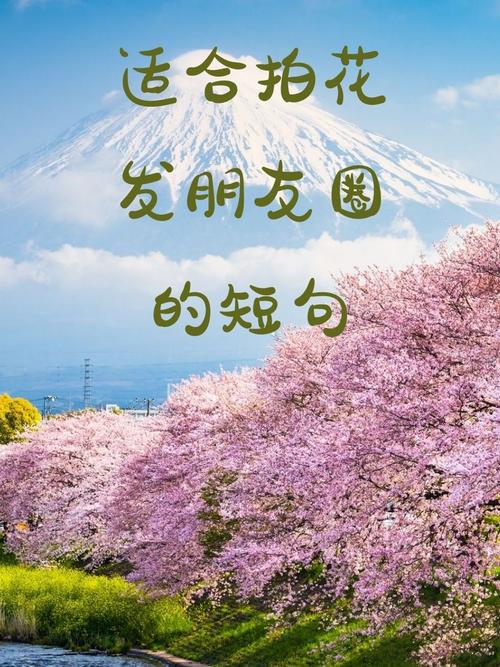 24句记录花朵瞬间的句子,让你的摄影更具艺术感 第1张 24句记录花朵瞬间的句子,让你的摄影更具艺术感 第1张