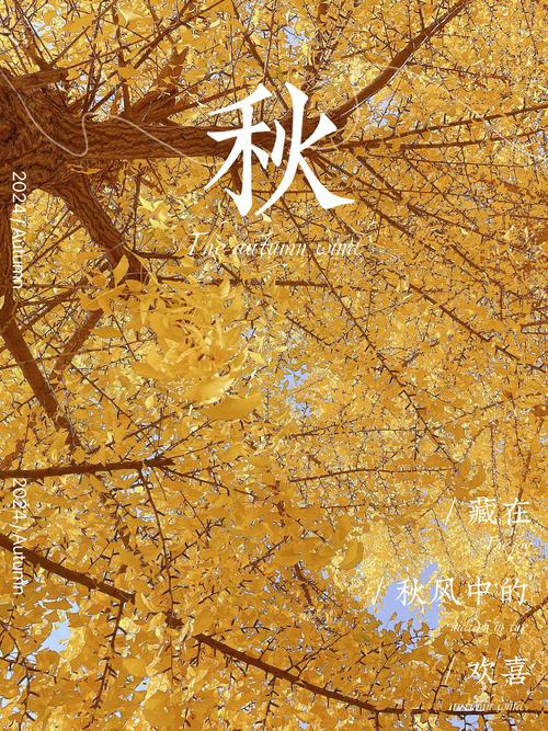 最是太清金黄时，落得人間一身秋  第1张