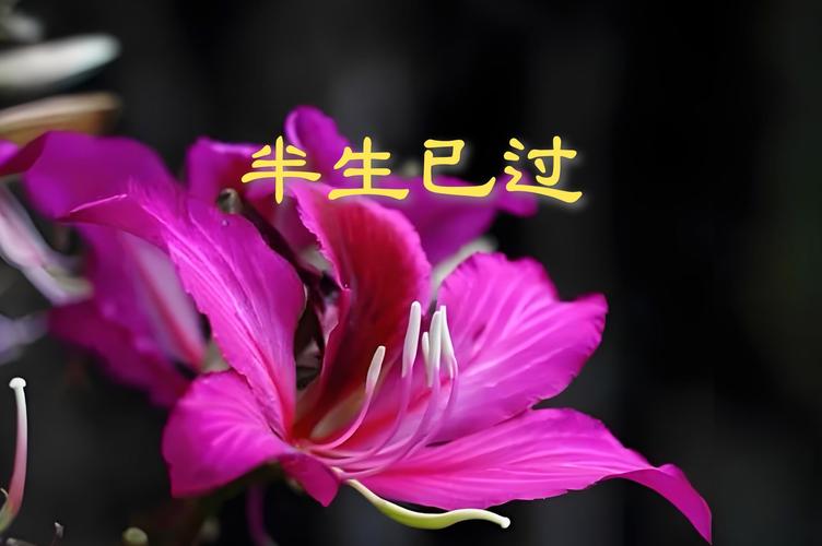 人生，总在慢慢经历，慢慢懂得  第1张